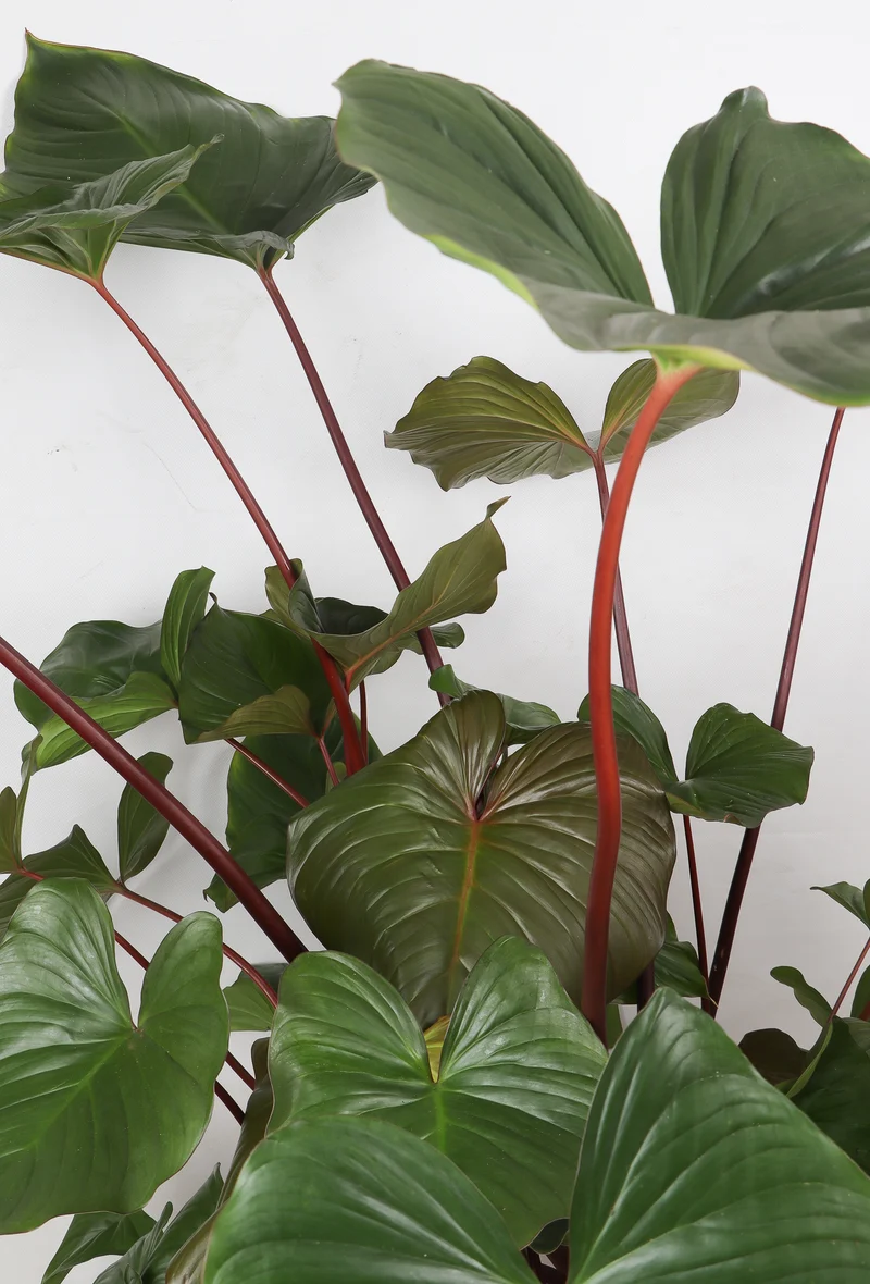 Homalomena rubescens (XL)
