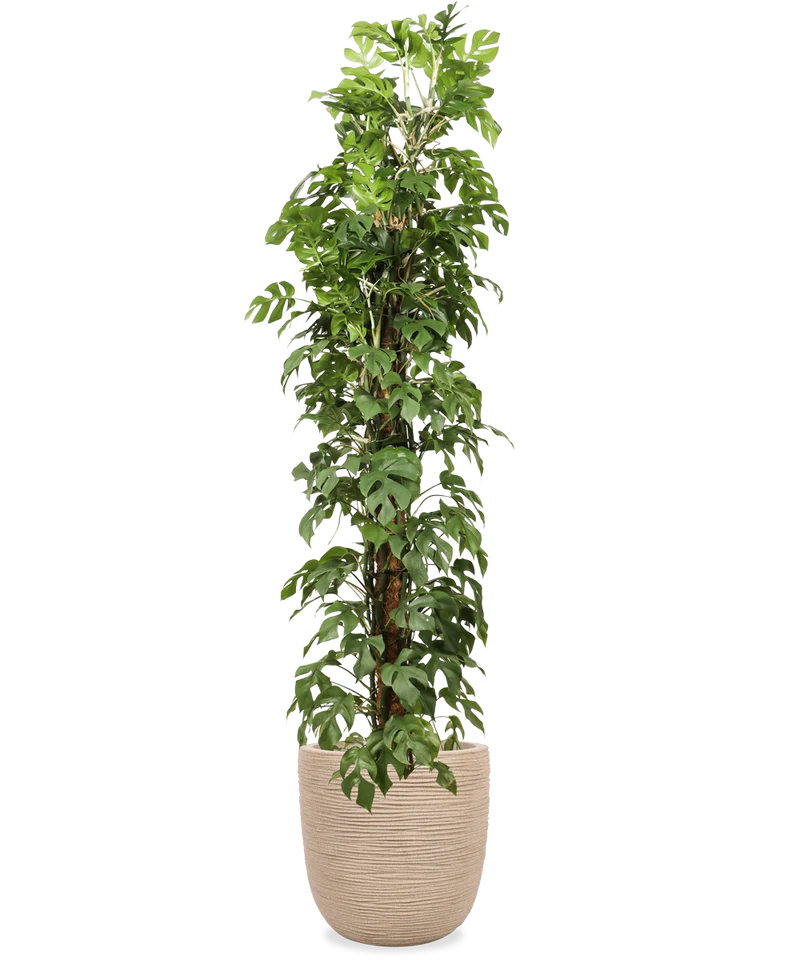 Monstera minima (XL)