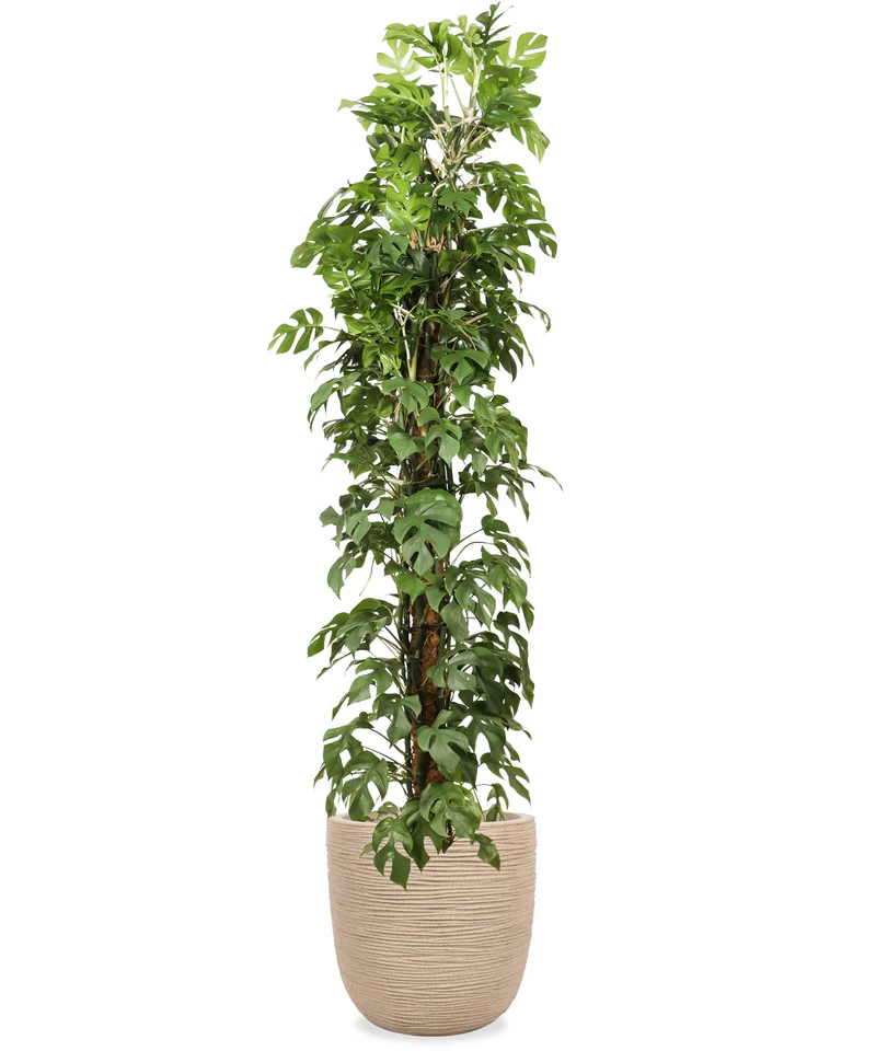 Monstera minima (XL)