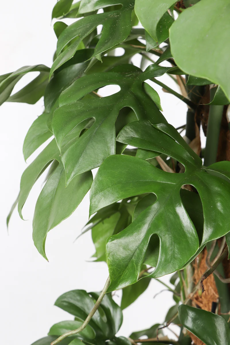 Monstera minima (XL)