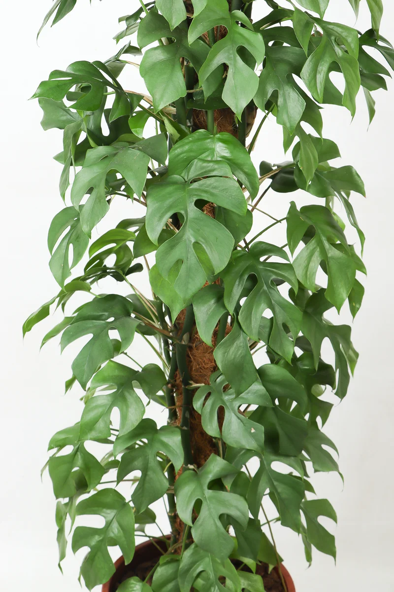 Monstera minima (XL)