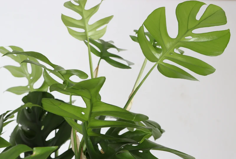 Monstera minima (XL)