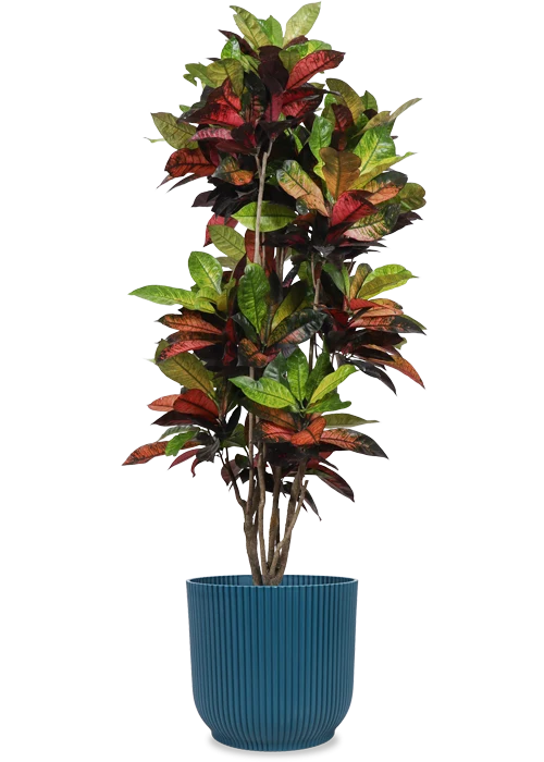 Croton iceton (Wunderstrauch) (XL)