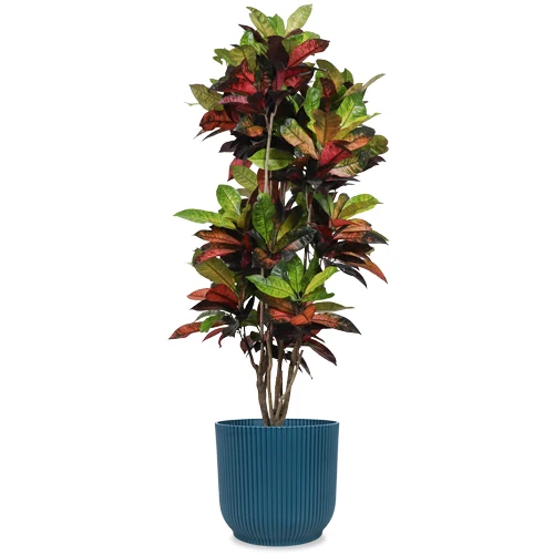 Croton iceton (Wunderstrauch) (XL)