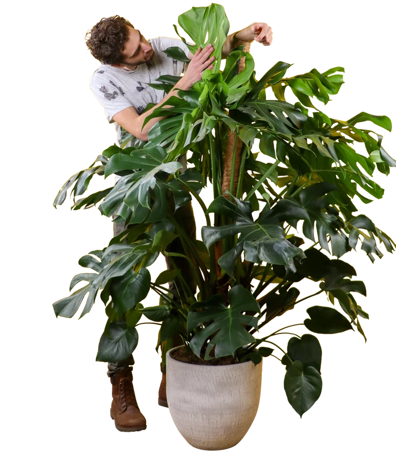 Monstera deliciosa (Fensterblatt) (XL)