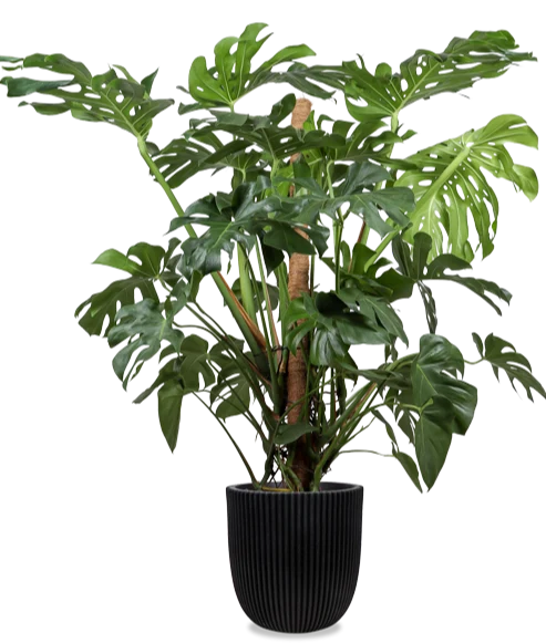 Monstera deliciosa (Fensterblatt) (XL)