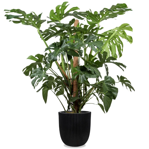 Monstera deliciosa (Fensterblatt) (XL)