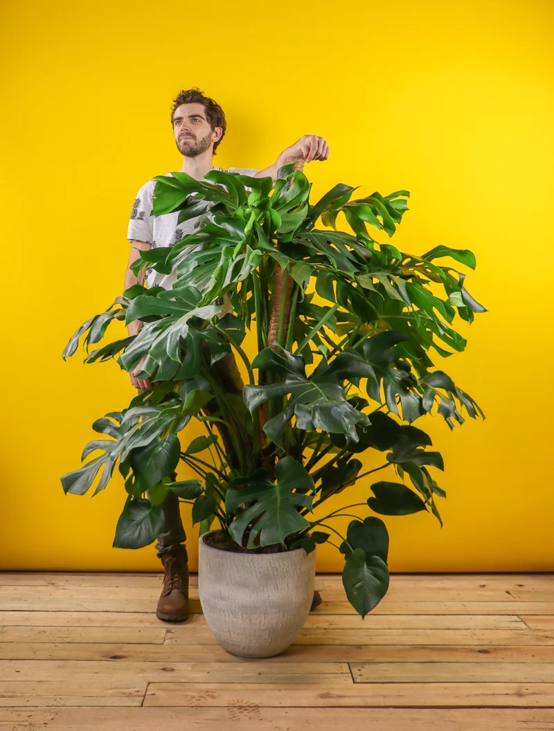 Monstera deliciosa (Fensterblatt) (XL)