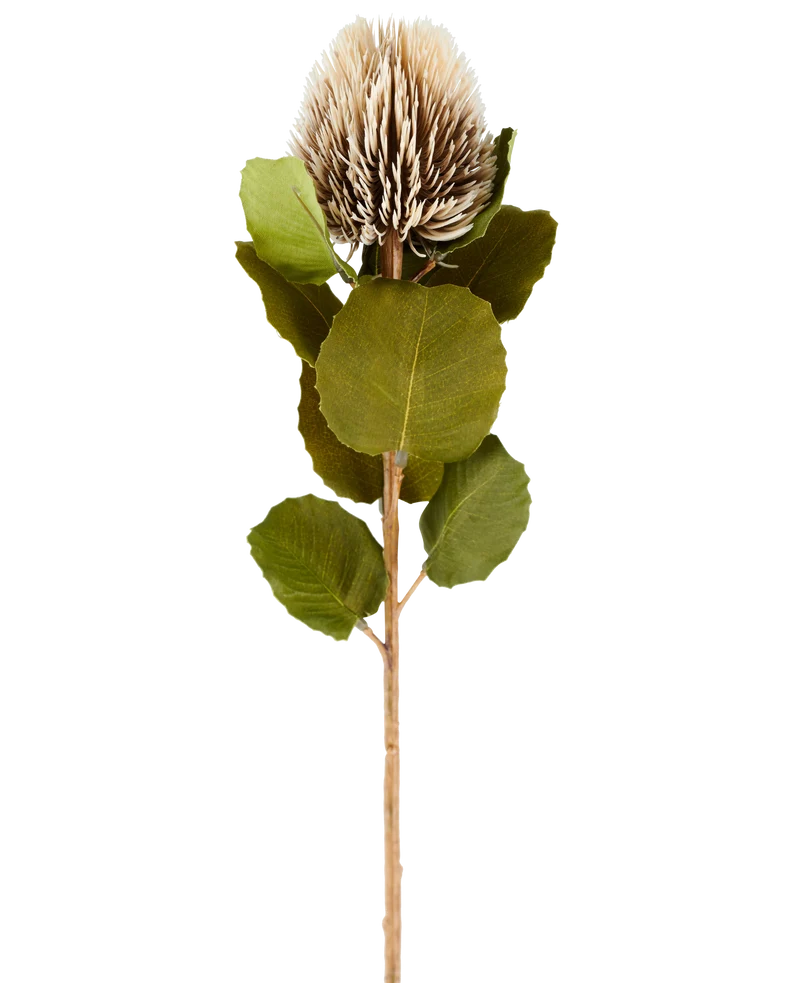 Künstliche Blume Banksia 59 cm creme/braun