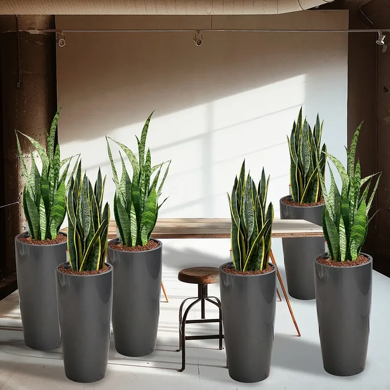Palettenset InStyle: 6 XL Büropflanzen in Hydrokultur