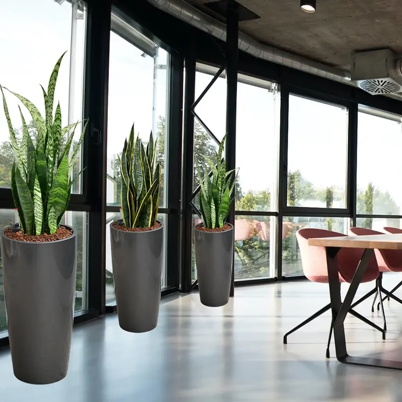 Palettenset InStyle: 6 XL Büropflanzen in Hydrokultur