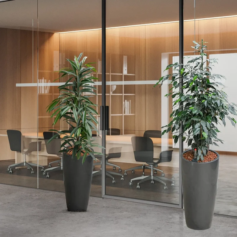 Palettenset Classico: 6 XL Büropflanzen in Hydrokultur