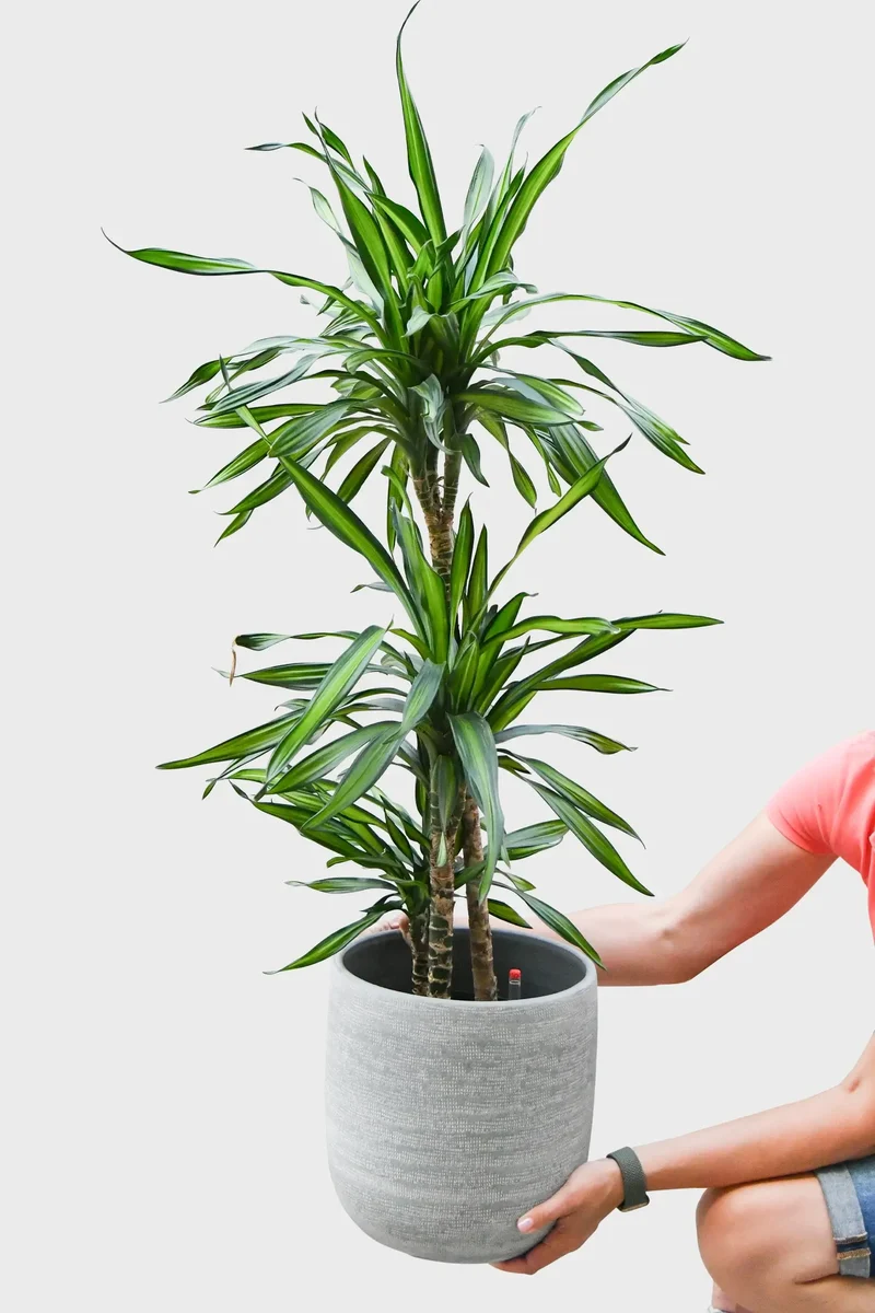 Hydro Kingsize Drachenbaum Rikki 110-120cm