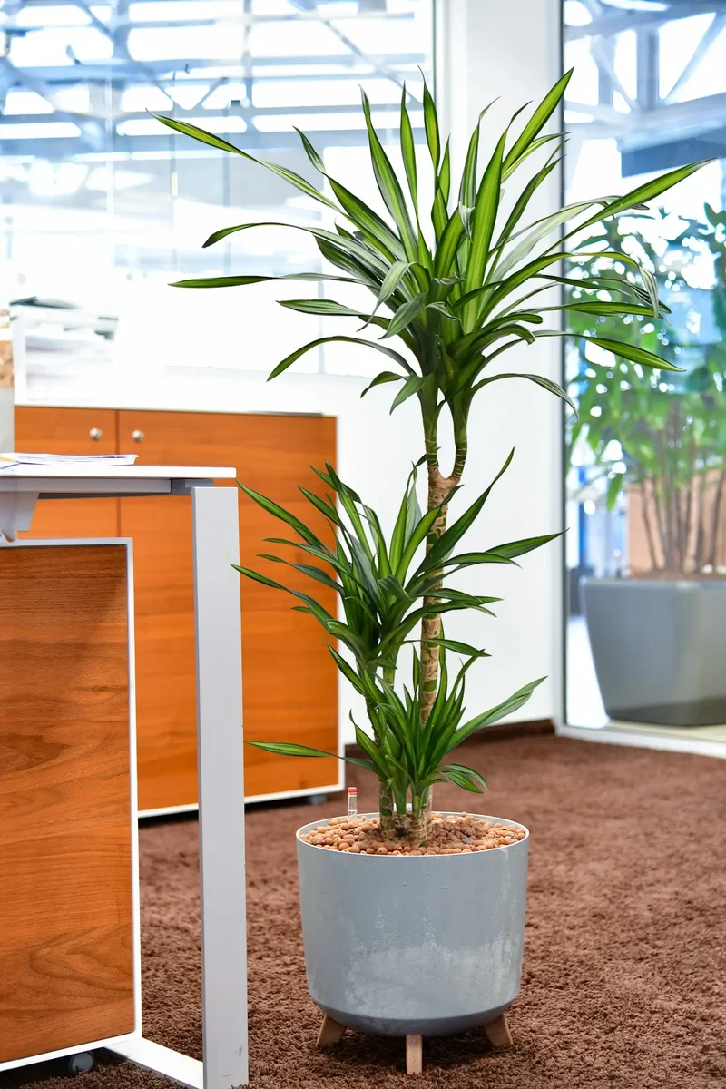 Hydro Kingsize Drachenbaum Rikki 110-120cm