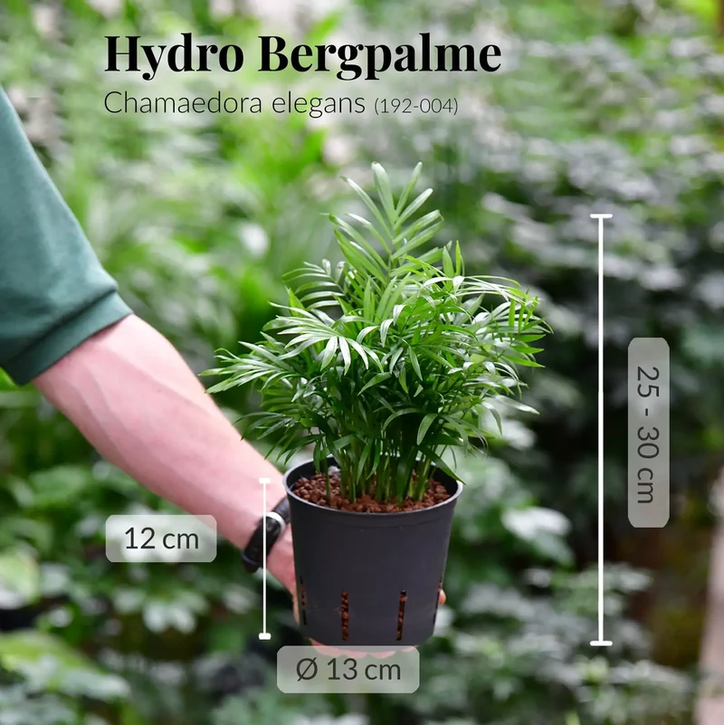 Hydro Bergpalme