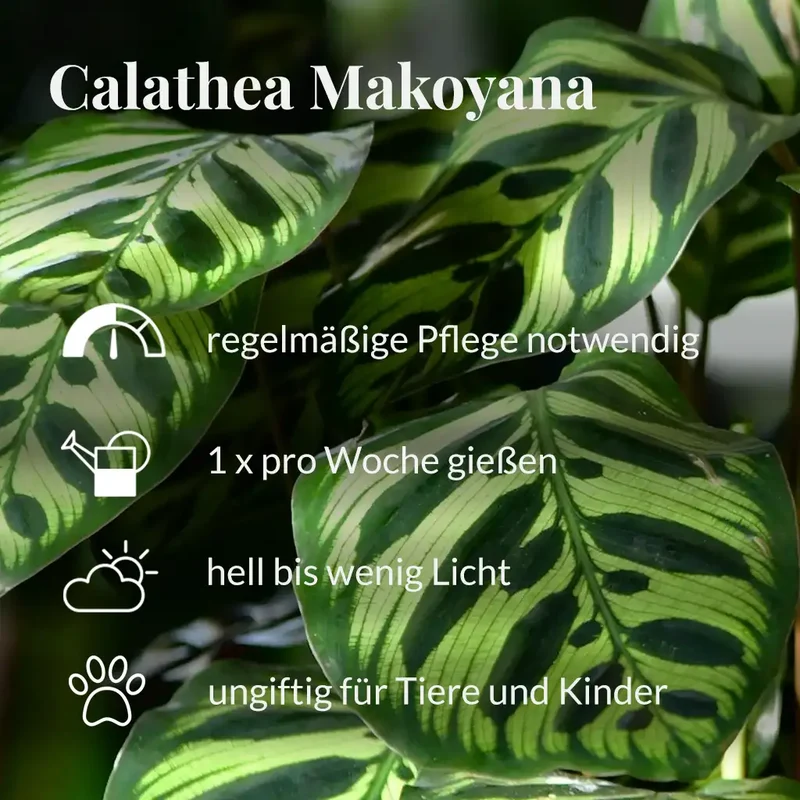 Makoyana Magie