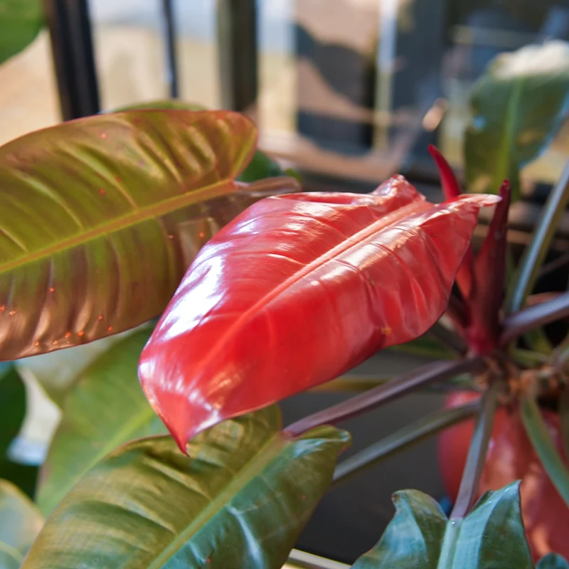 Hydro Philo Imperial Red