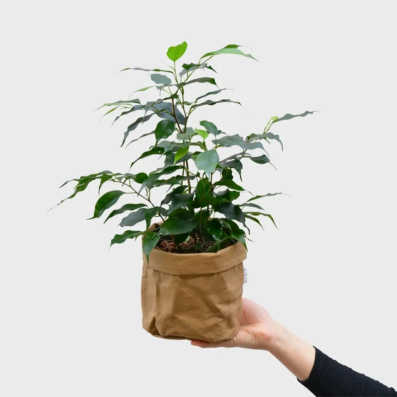Hydro Ben Ficus