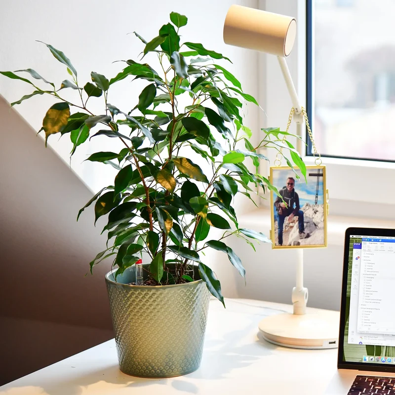 Hydro Ben Ficus