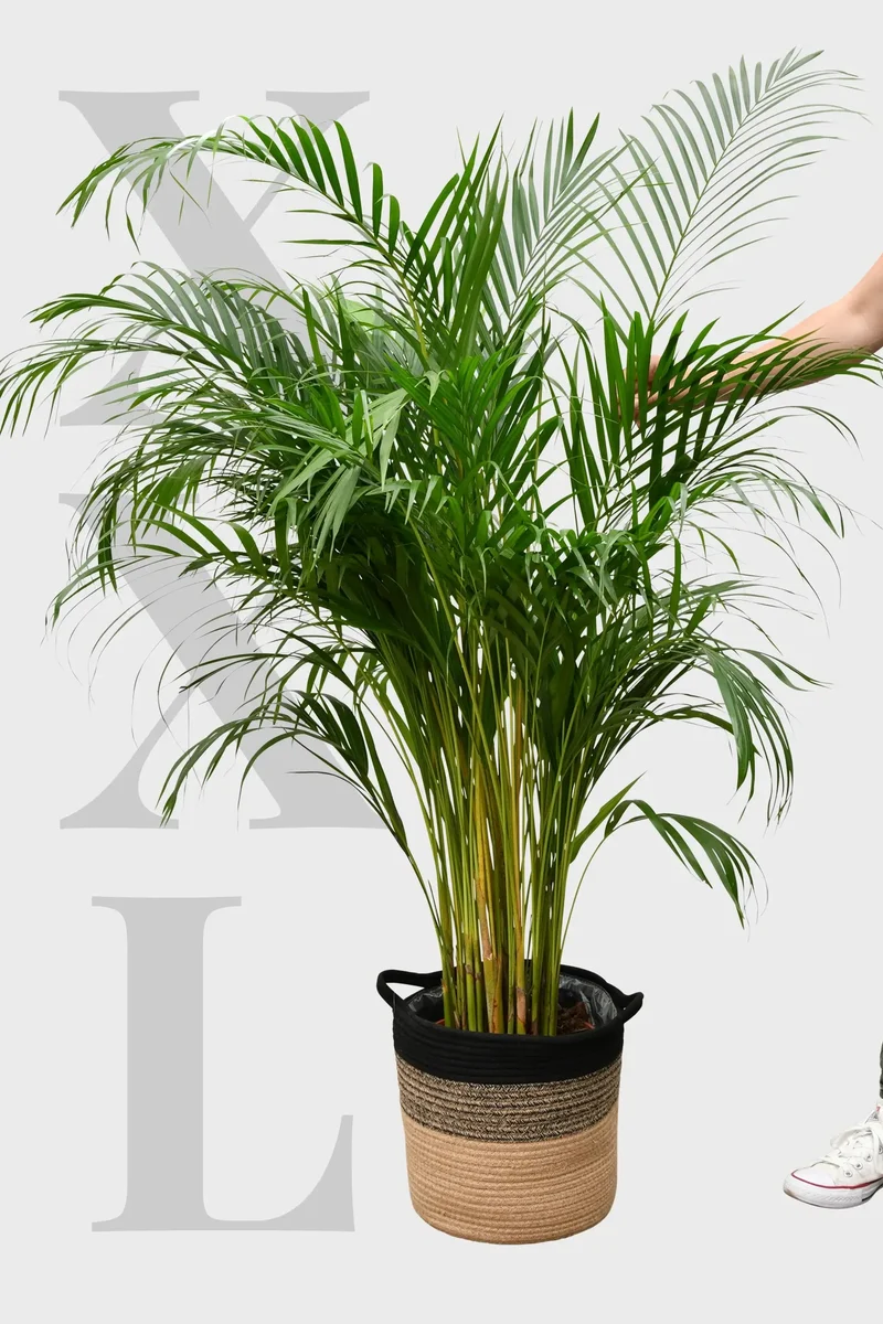 XXL Goldfruchtpalme 130-140cm