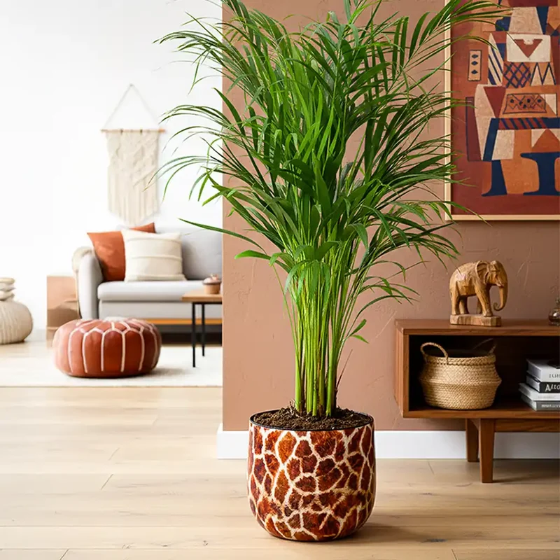 XXL Goldfruchtpalme 130-140cm