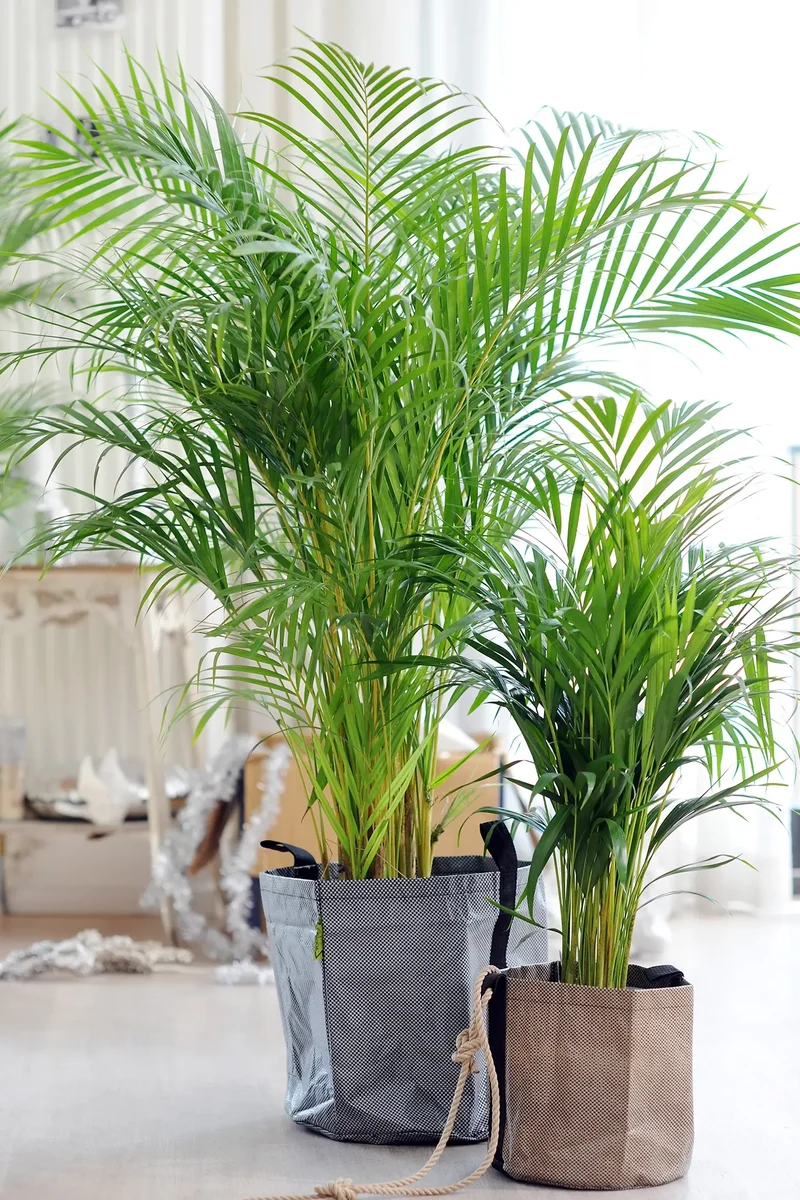 XXL Goldfruchtpalme 130-140cm