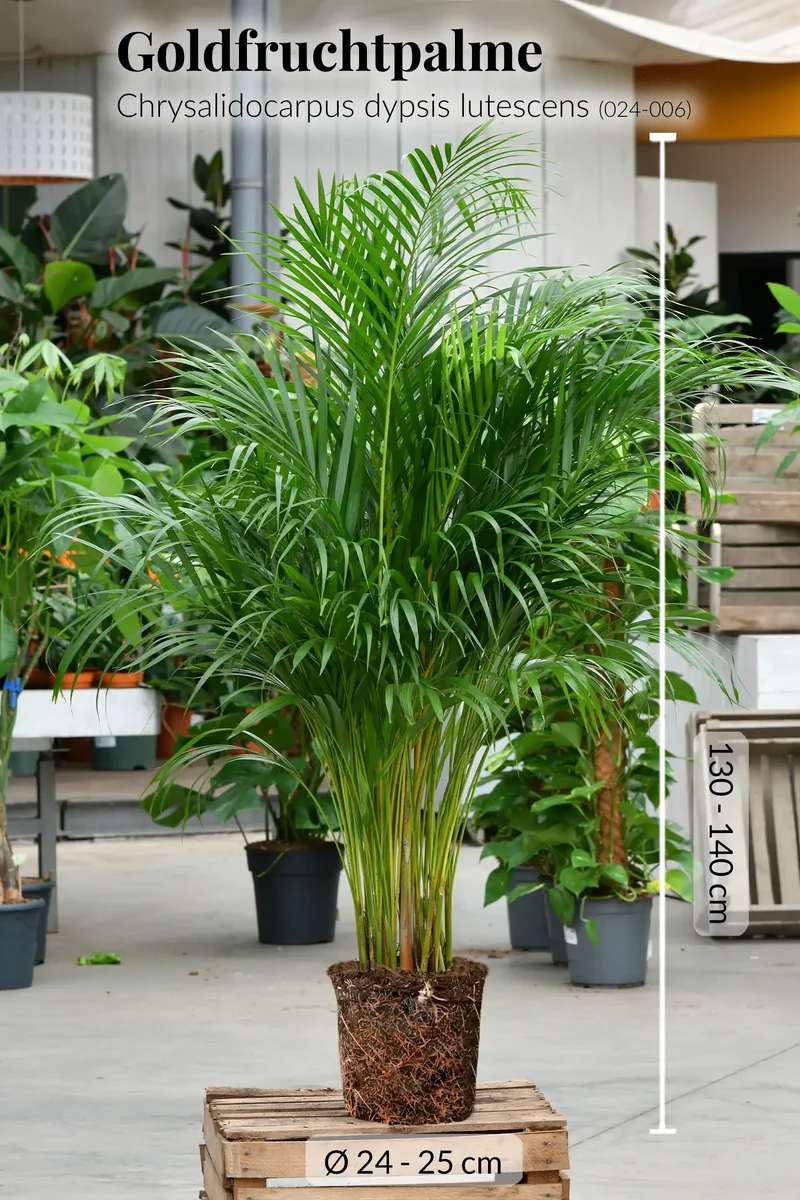 XXL Goldfruchtpalme 130-140cm