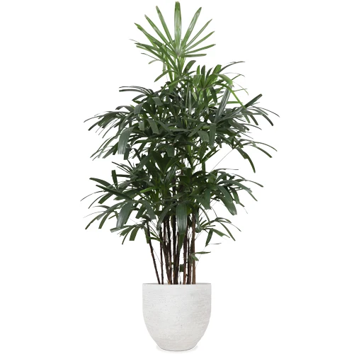 Rhapis excelsa (Steckenpalme) (XL)