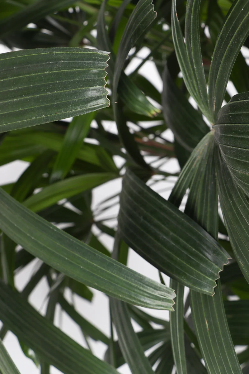 Rhapis excelsa (Steckenpalme) (XL)