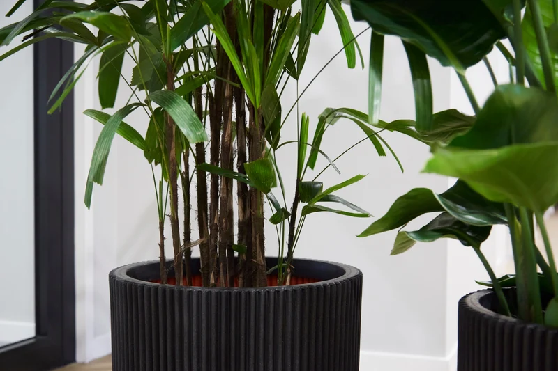 Rhapis excelsa (Steckenpalme) (XL)