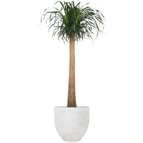 Beaucarnea recurvata (Elefantenfuß) (XL)