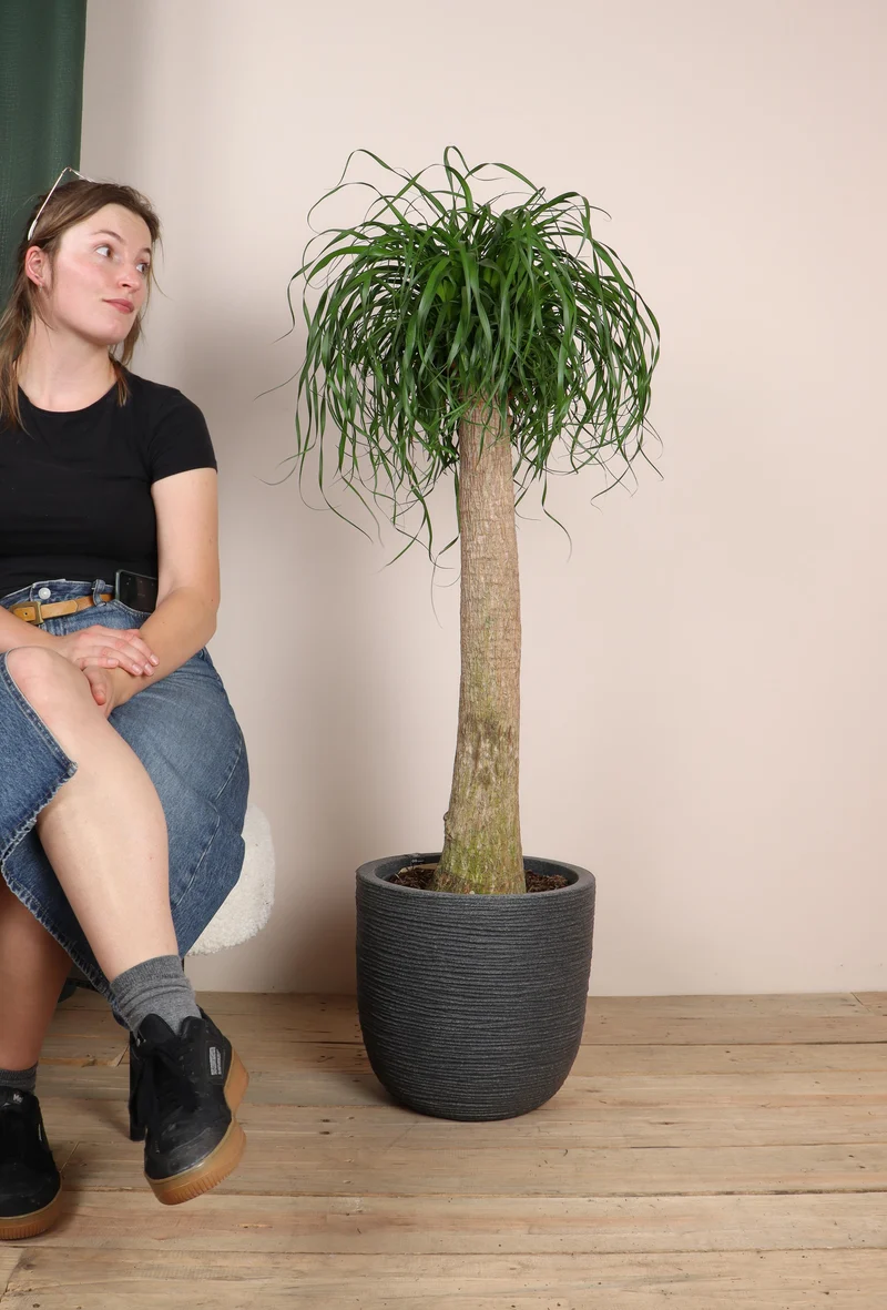 Beaucarnea recurvata (Elefantenfuß) (XL)