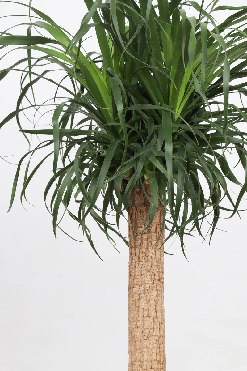 Beaucarnea recurvata (Elefantenfuß) (XL)