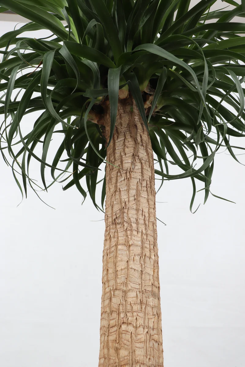 Beaucarnea recurvata (Elefantenfuß) (XL)