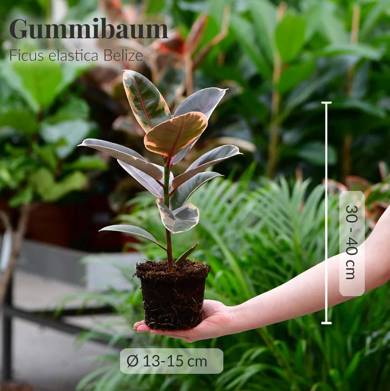 Gummibaum Belize