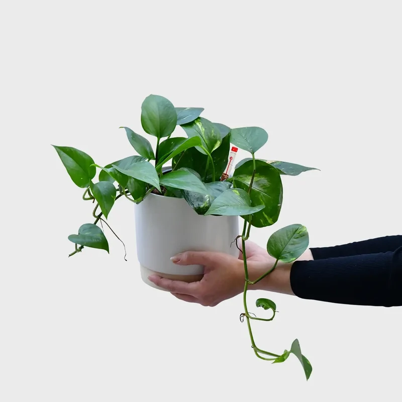 Hydro Efeutute