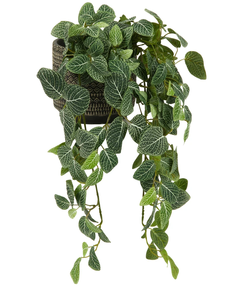 Kunst hangplant Fittonia Groen-wit 70 cm