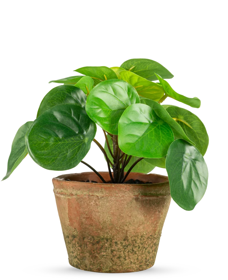 Pilea im Topf mini 15 cm UV