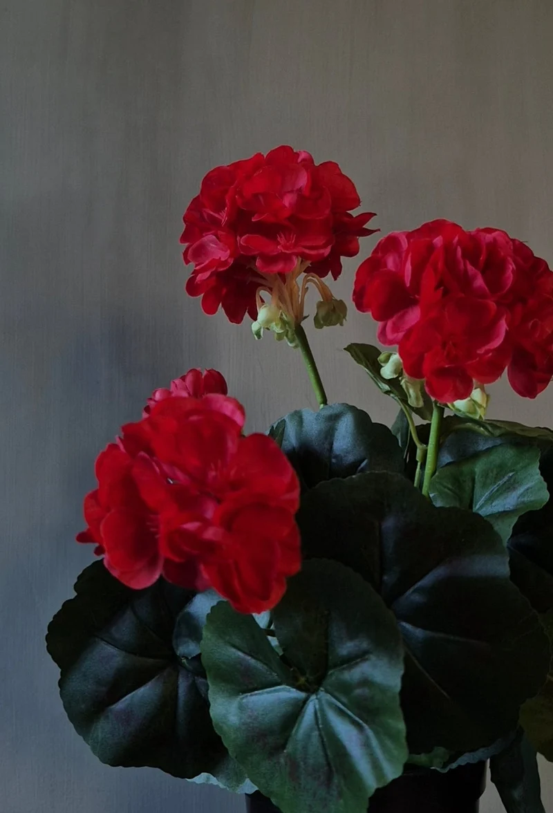 Geranium kunstplant rood in binnenpot - 33 cm