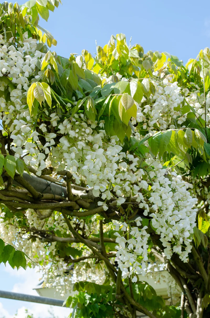 Wisteria floribunda 'Longissima Alba' (Japanischer Blauregen) (M)