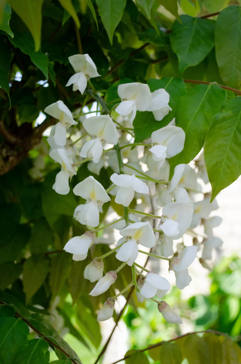 Wisteria floribunda 'Longissima Alba' (Japanischer Blauregen) (M)