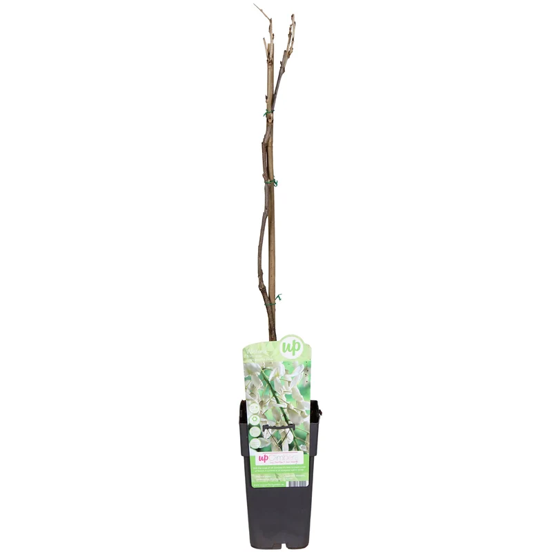 Wisteria floribunda 'Longissima Alba' (Japanischer Blauregen) (M)