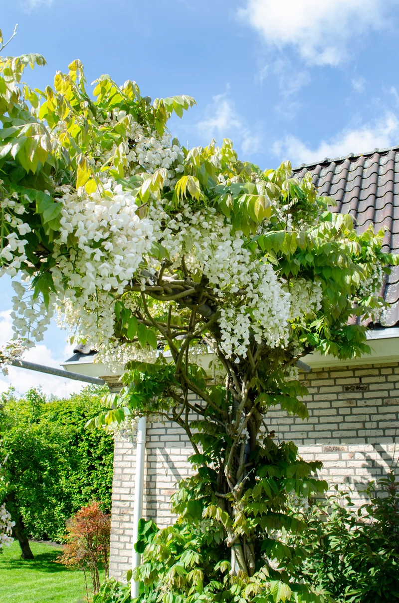 Wisteria floribunda 'Longissima Alba' (Japanischer Blauregen) (M)