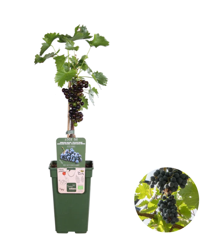 Blaue Traube (Vitis vinifera) (L)