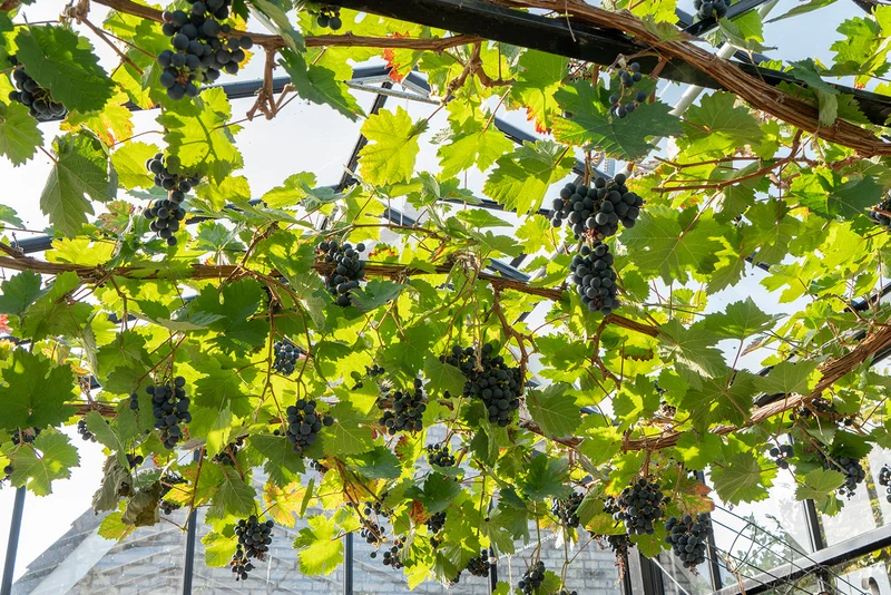 Blaue Traube (Vitis vinifera) (L)
