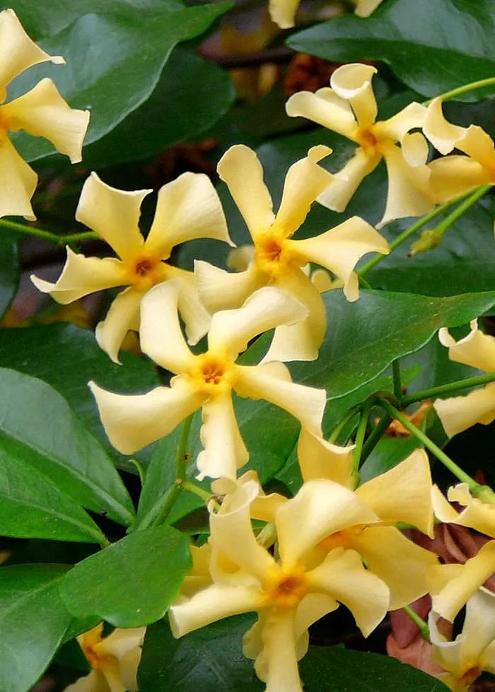 Trachelospermum "star of ibiza" (Sternjasmin) (M)