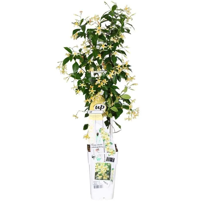 Trachelospermum "star of ibiza" (Sternjasmin) (M)
