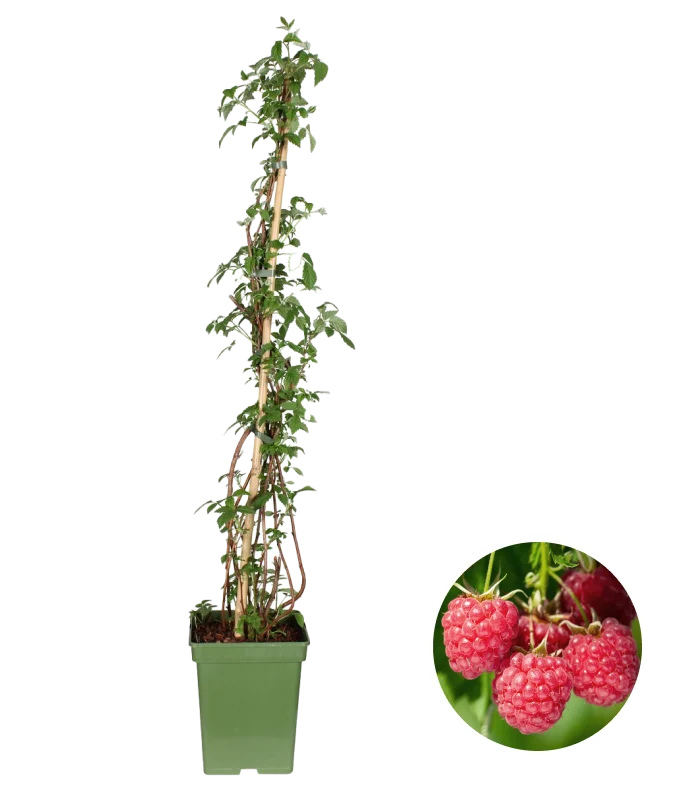 Rubus ideaus (Himbeere) (L)