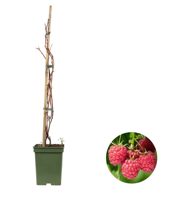 Rubus ideaus (Himbeere) (L)