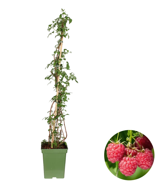 Rubus ideaus (Himbeere) (L)